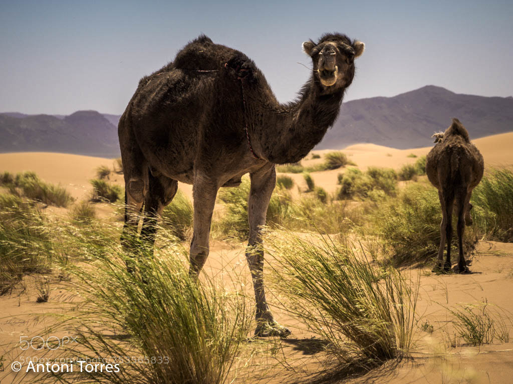 Olympus OM-D E-M1 Mark II sample photo. Camells pastant al desert photography