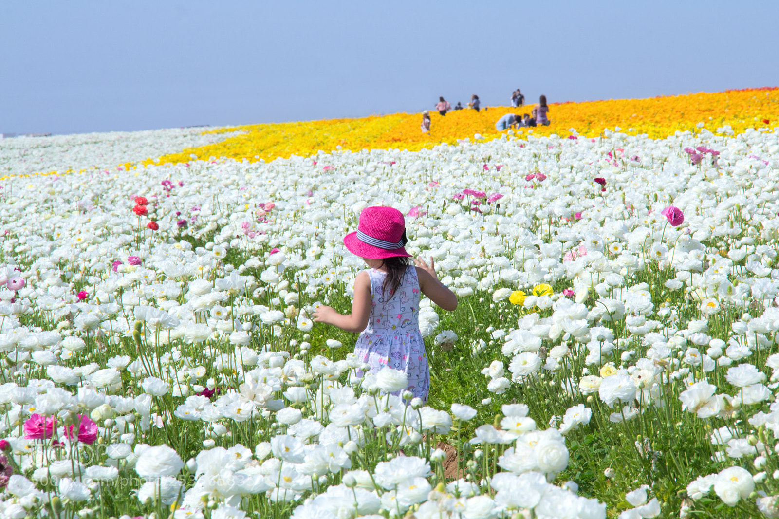 Canon EOS 60D sample photo. Flower fields photography
