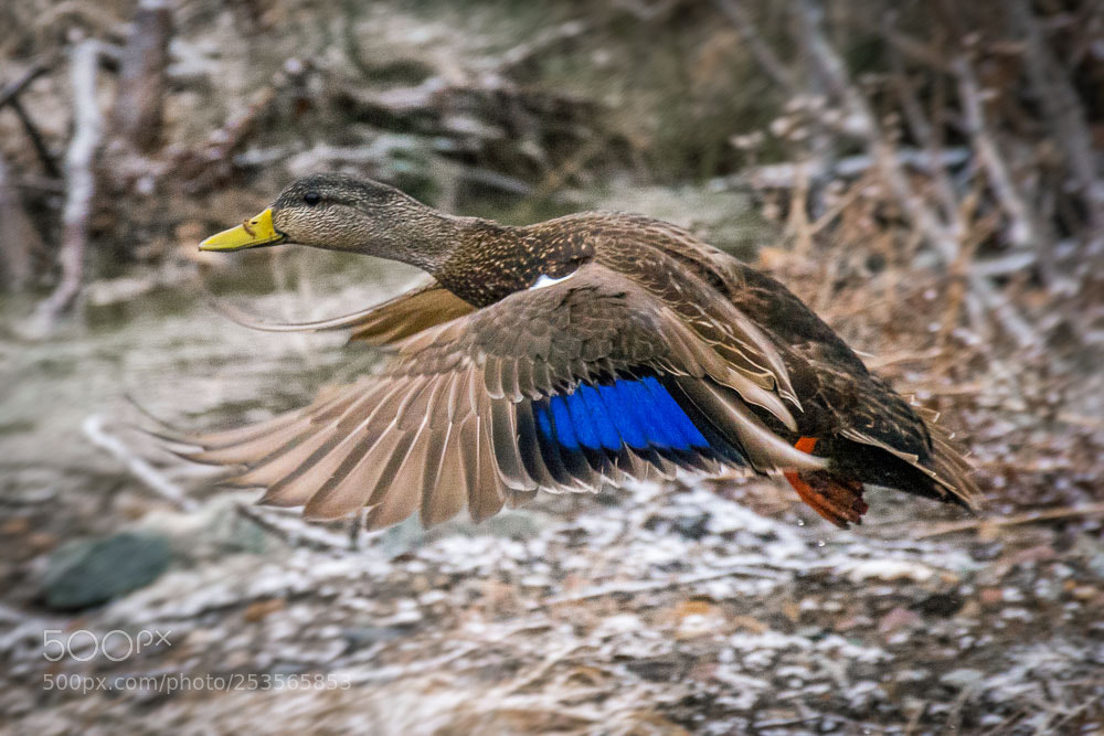 Nikon D7200 sample photo. Duck photography