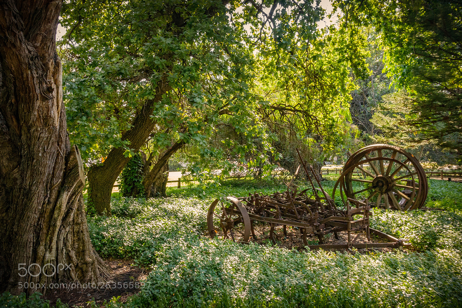 Canon EOS 5D sample photo. Woodloes walk - canning photography