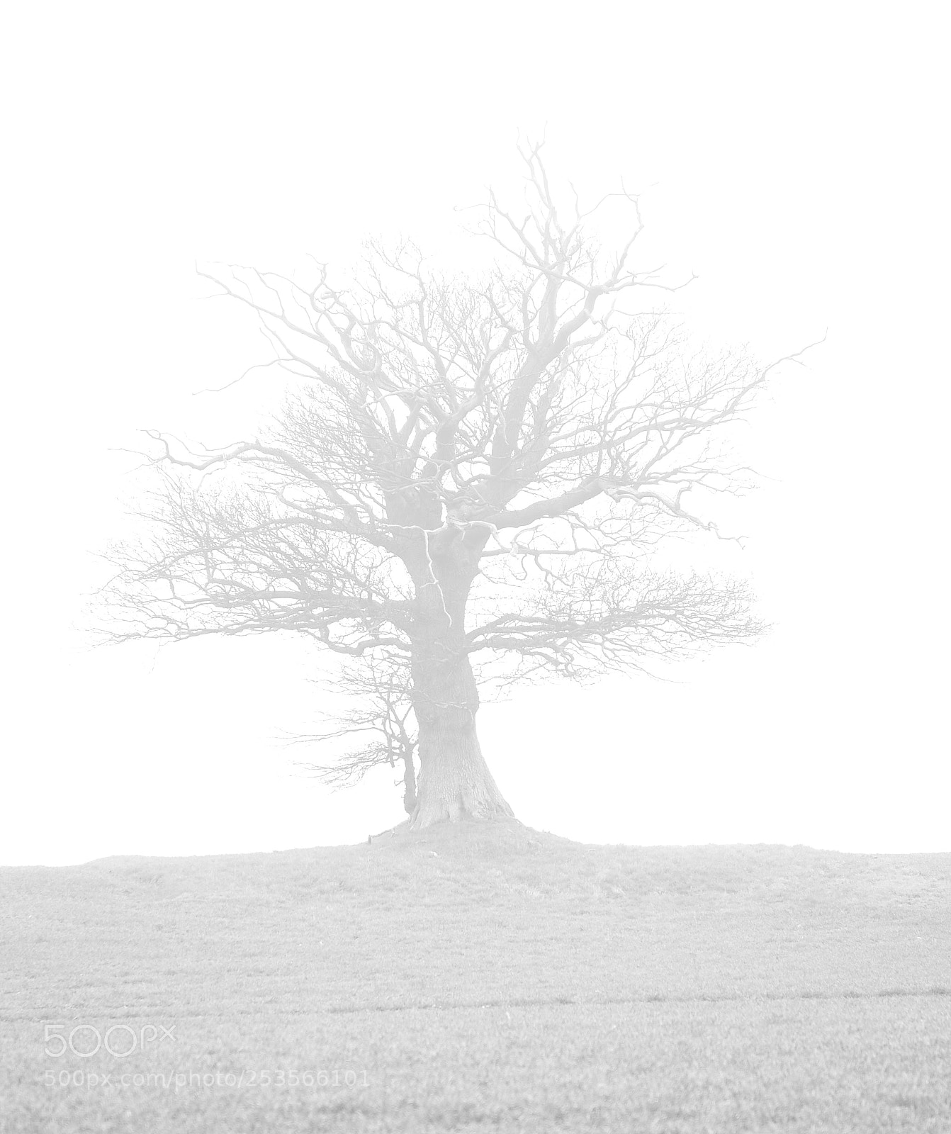 Nikon D800E sample photo. Tåge photography