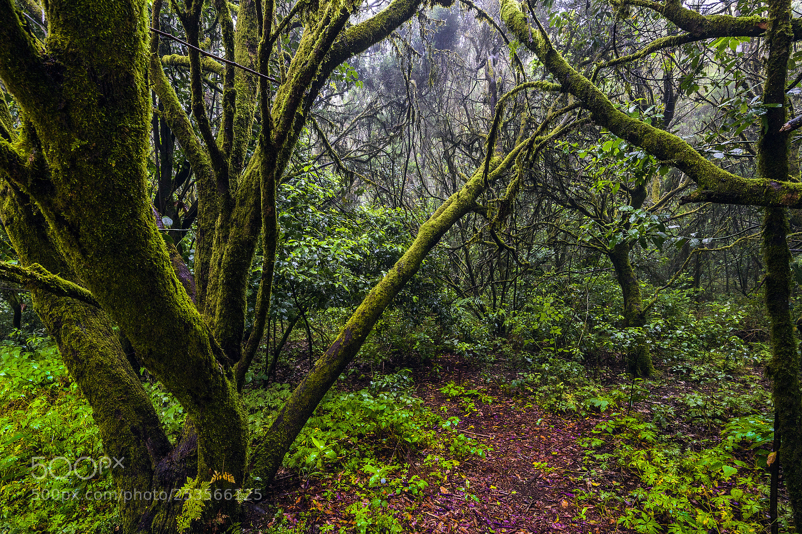 Nikon Df sample photo. The enchanted forest photography