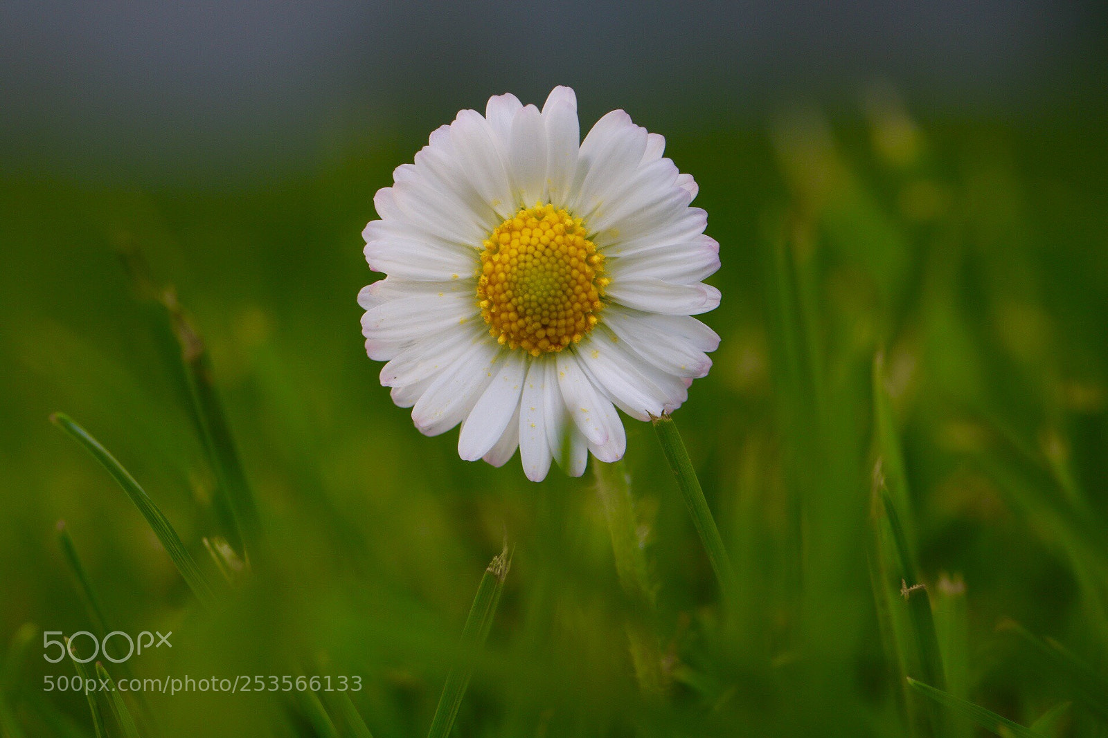 Canon EOS 750D (EOS Rebel T6i / EOS Kiss X8i) sample photo. Untitled photography