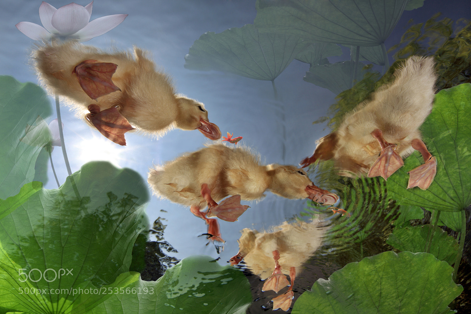 Canon EOS 5D Mark II sample photo. Ducks and lotus flowers photography