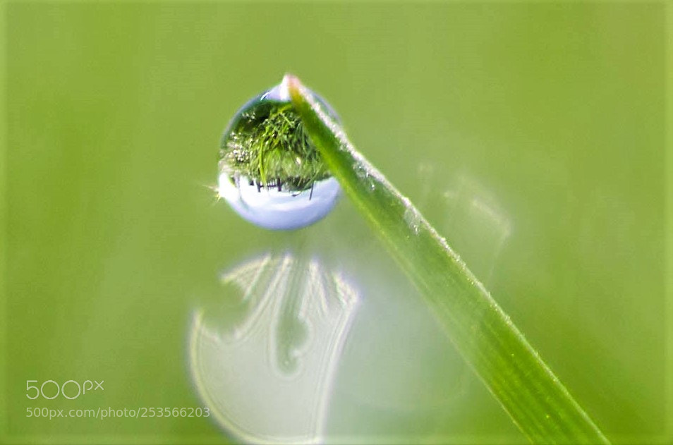 Nikon D7000 sample photo. Morning dew photography