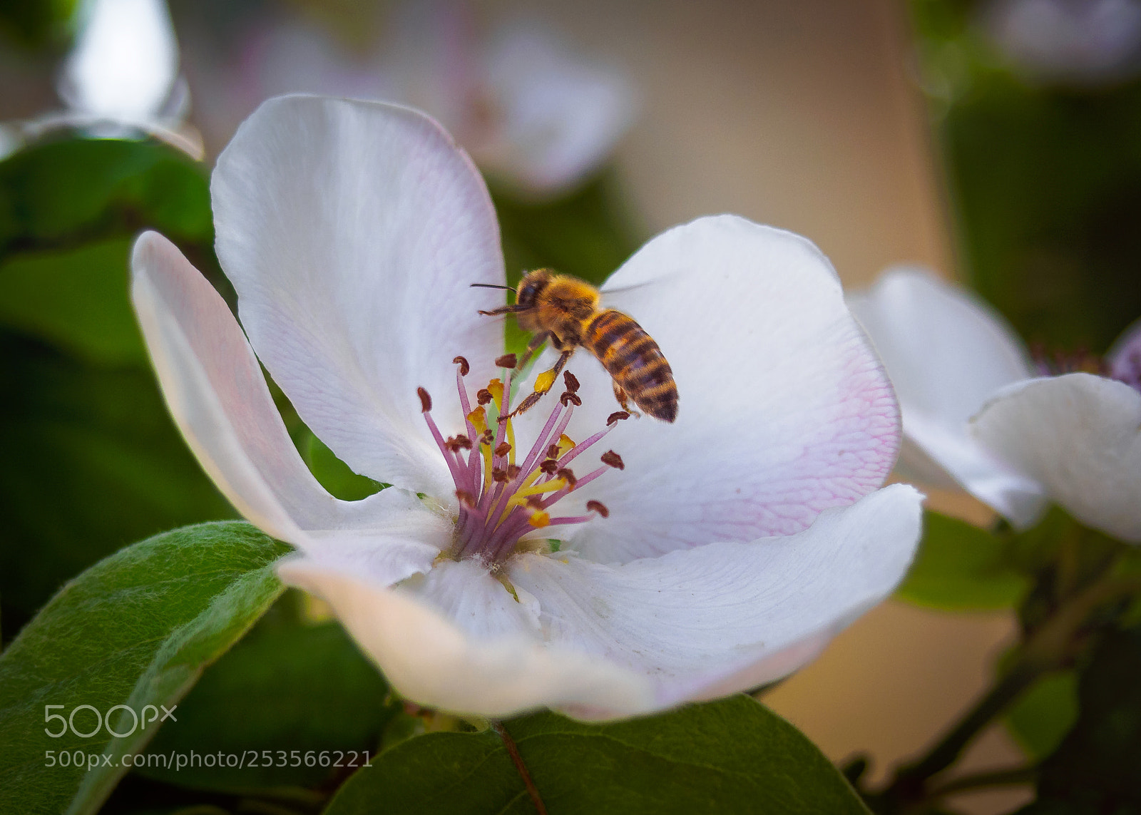 Olympus PEN E-PL6 sample photo. Honey bee photography