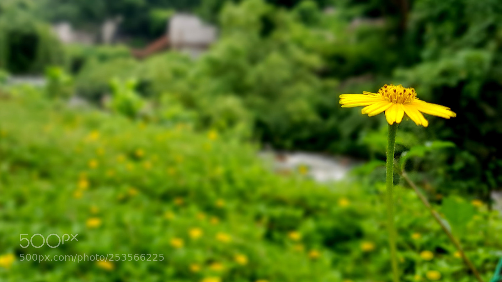 Samsung Galaxy S7 Edge sample photo. Yellow over green photography