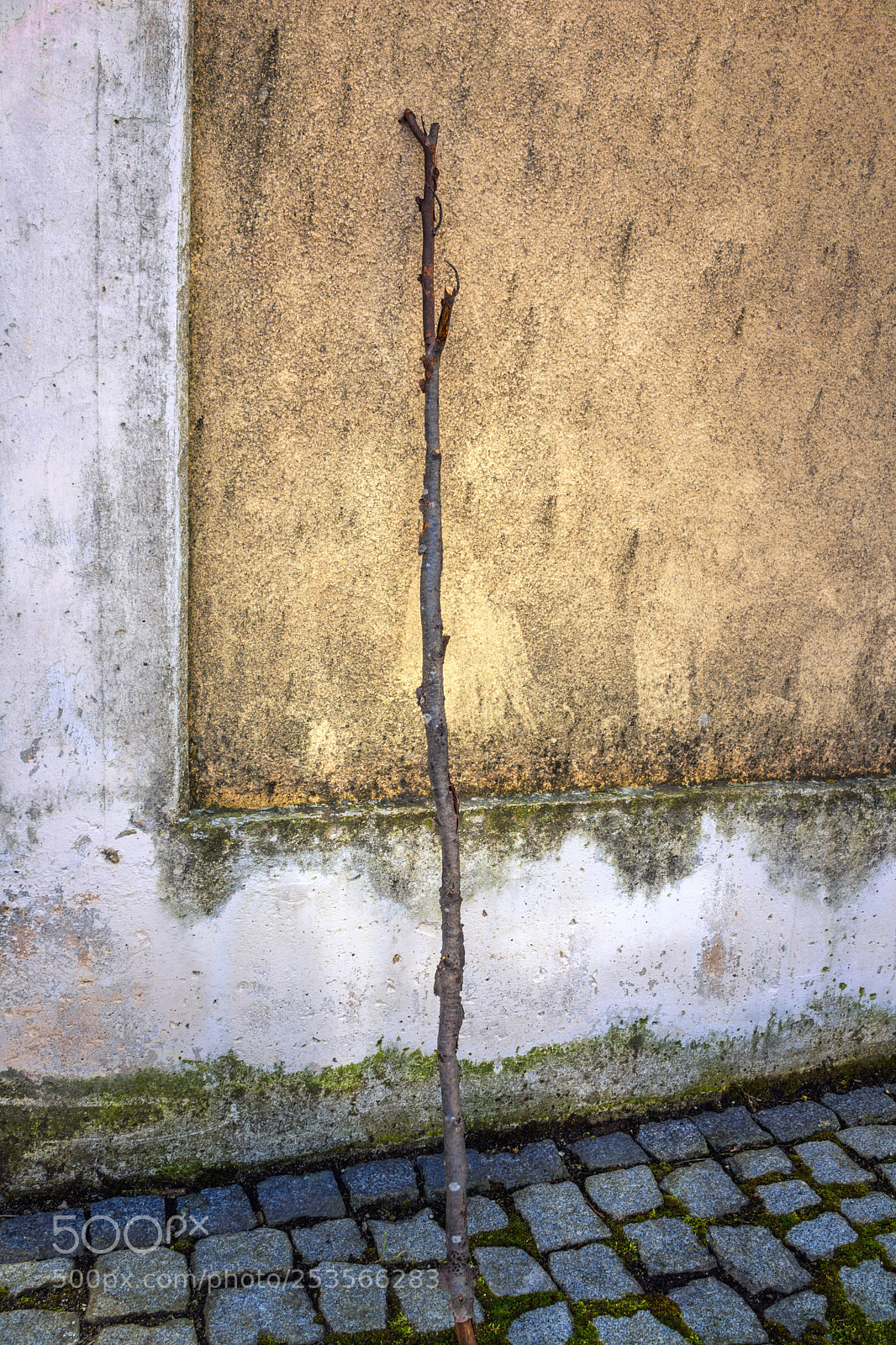 Sony Cyber-shot DSC-RX1 sample photo. Wooden stick leaning on photography