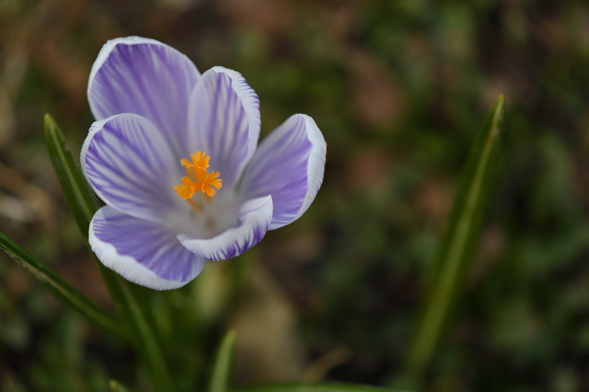 Nikon AF-S DX Micro-Nikkor 85mm F3.5G ED VR sample photo. Crocus.jpg photography