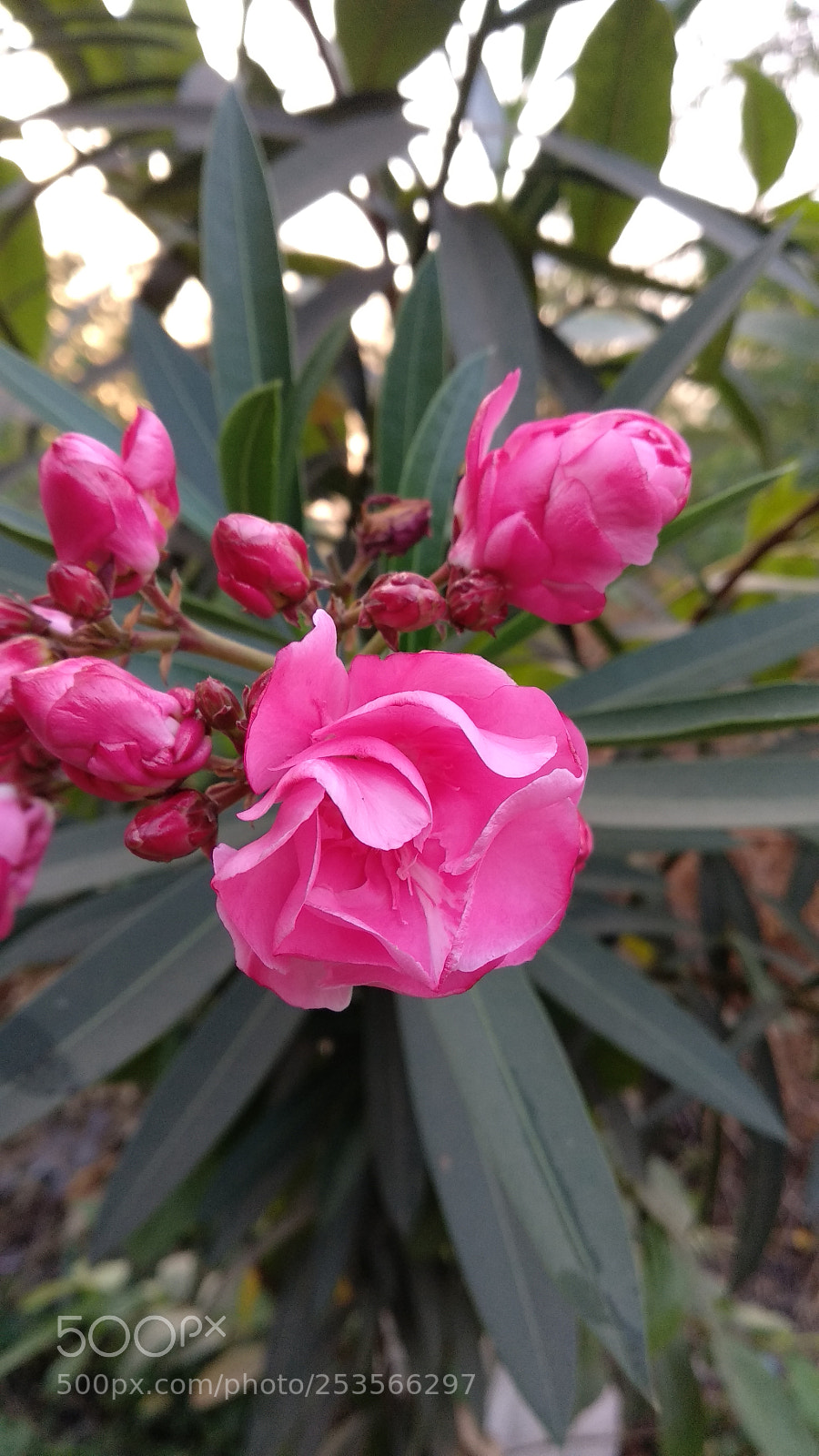 Xiaomi Mi A1 sample photo. Untitled photography