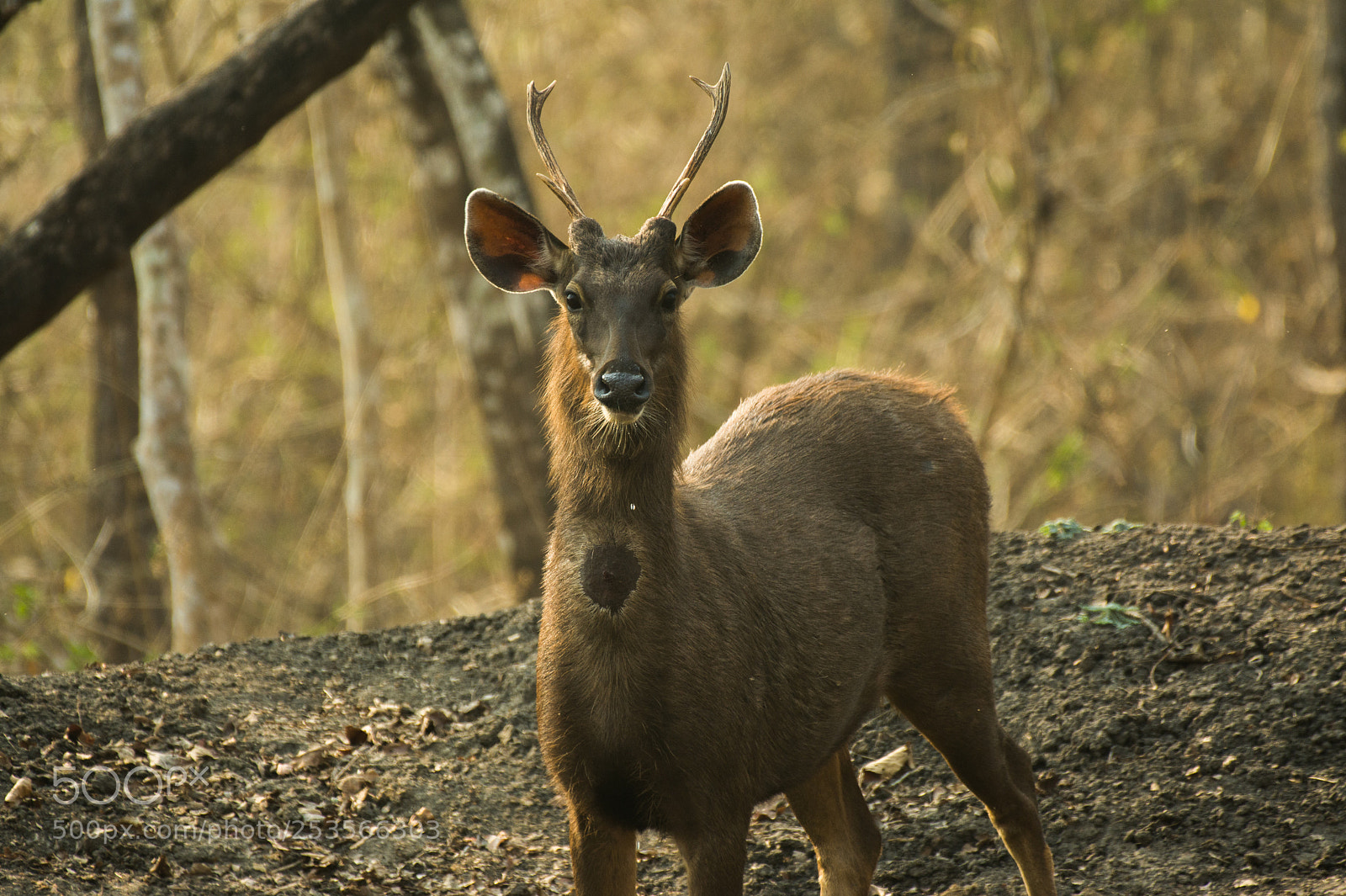 Nikon D7100 sample photo. Sambar deer india photography