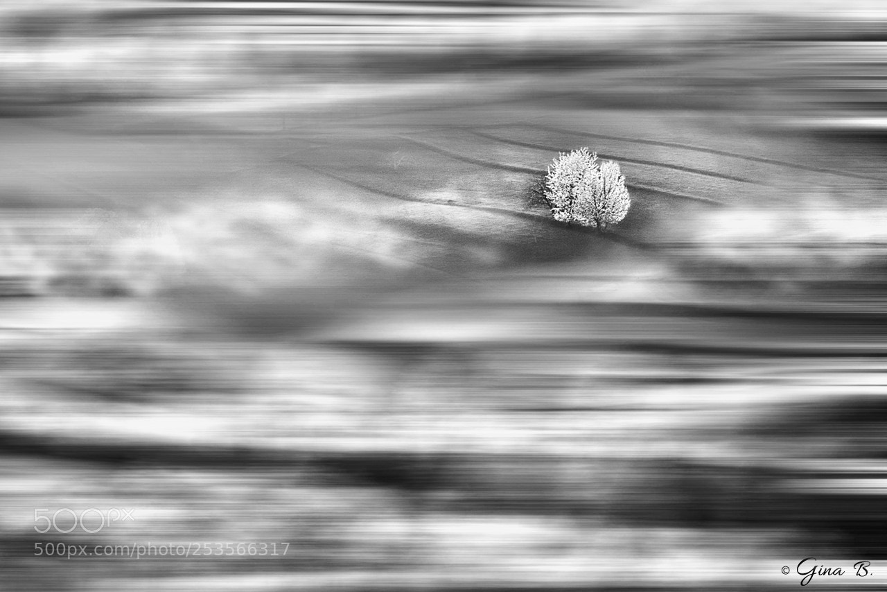 Nikon D3300 sample photo. Spring in motion photography