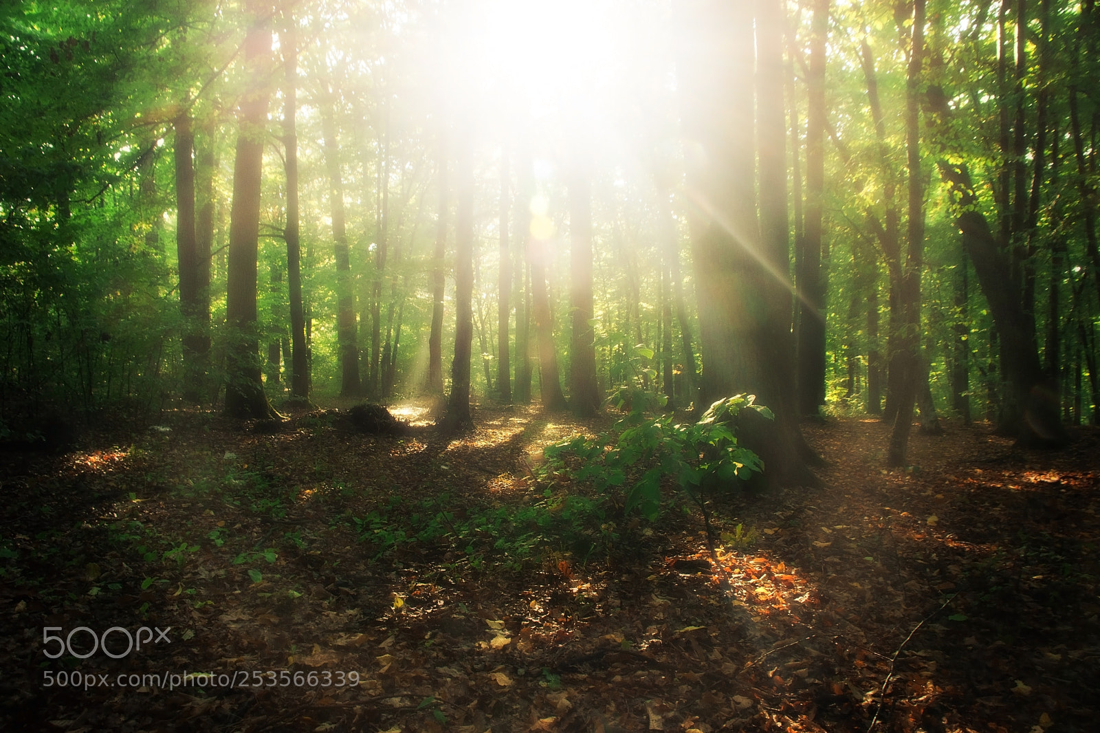 Nikon D7200 sample photo. Holy light photography