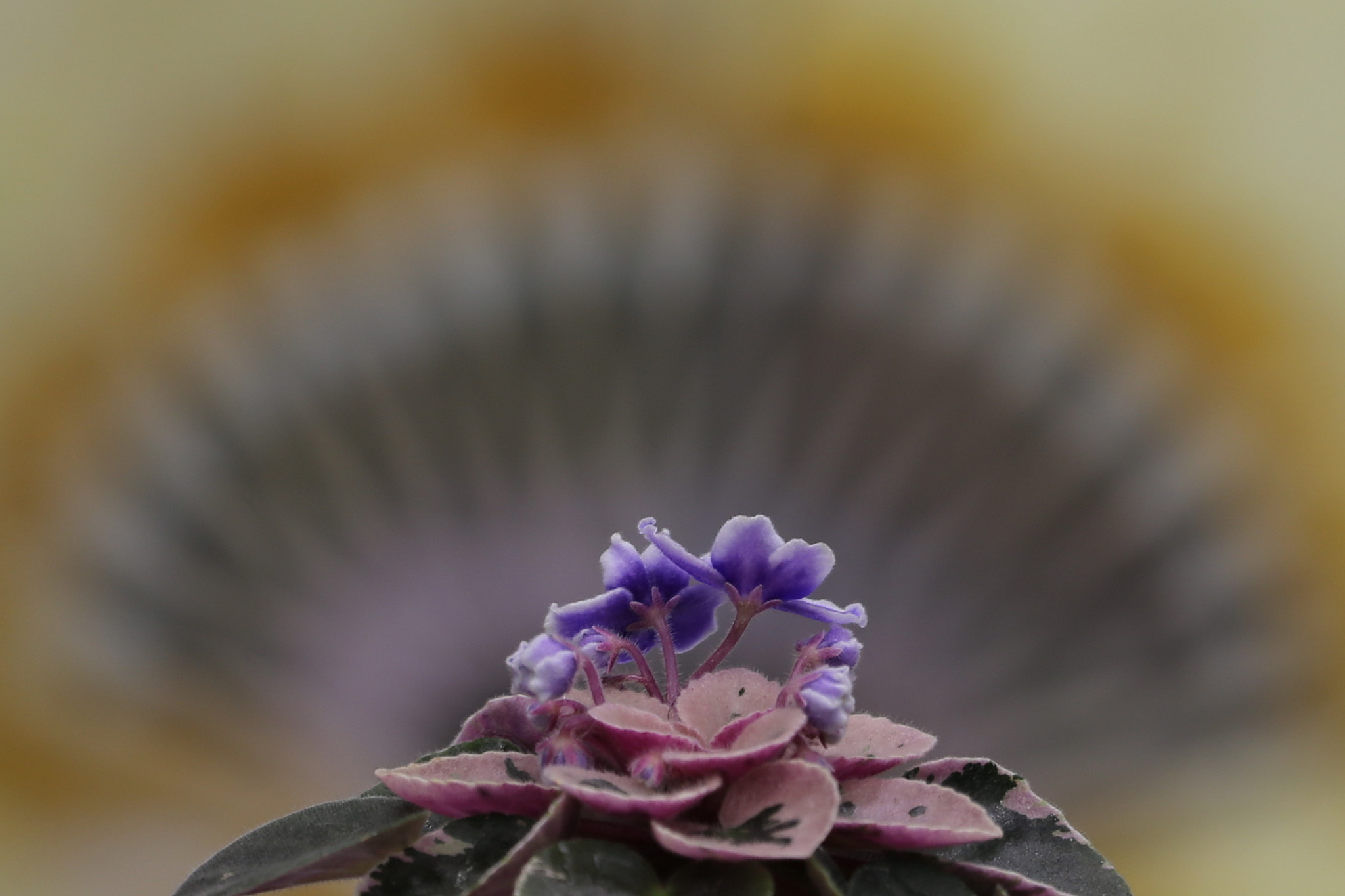 Canon EOS-1D X sample photo