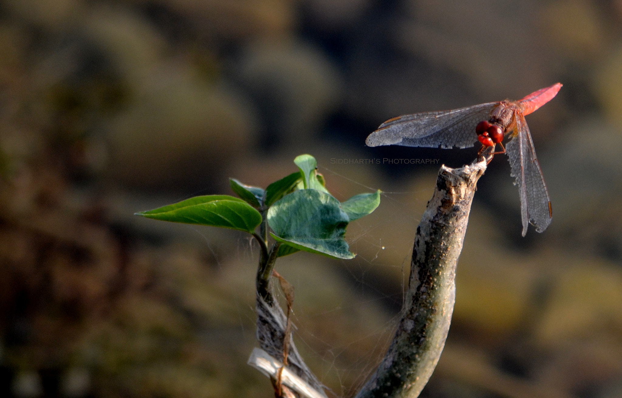 Nikon D3100 sample photo. The red dragon photography