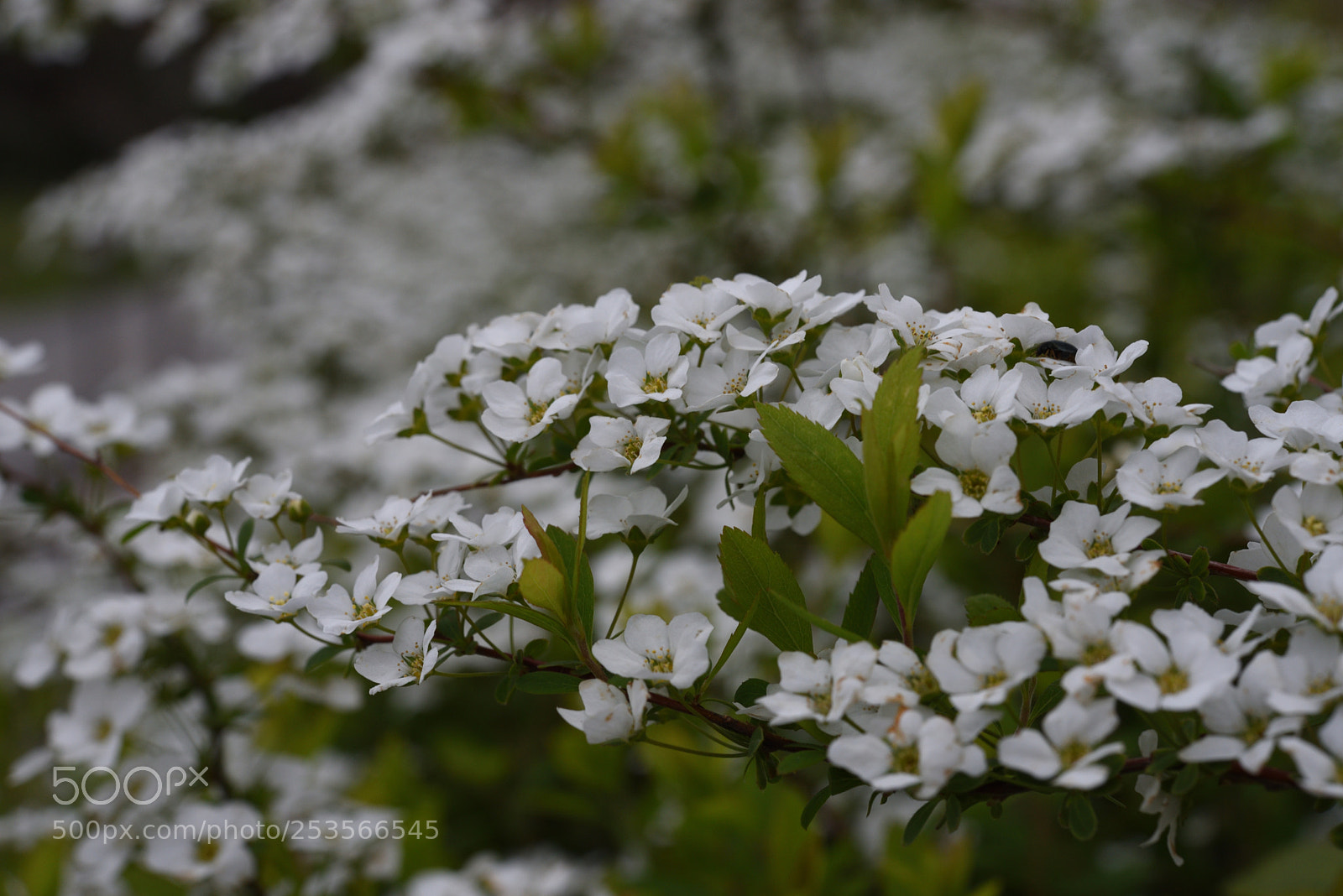 Nikon AF-S Micro-Nikkor 60mm F2.8G ED sample photo. ユキヤナギ 白山鶴来獅子吼高原 photography