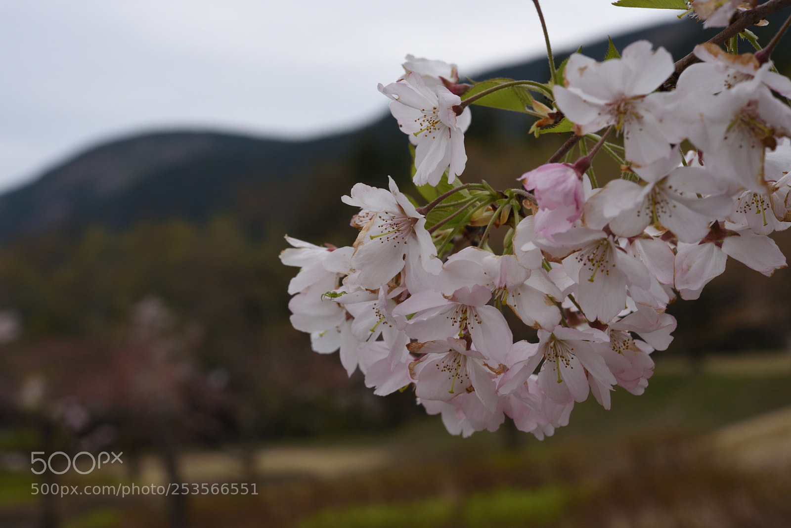 Nikon AF-S Micro-Nikkor 60mm F2.8G ED sample photo. アンズ 白山鶴来獅子吼高原 photography