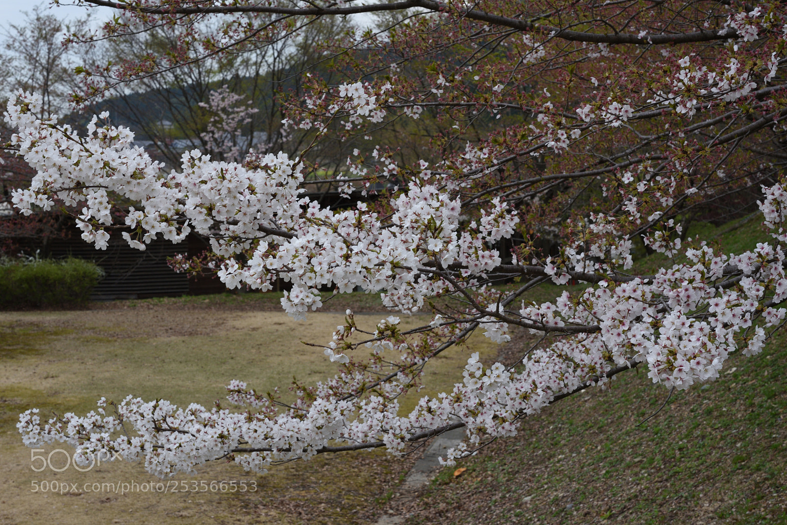 Nikon D750 sample photo. サクラ 白山鶴来獅子吼高原 photography