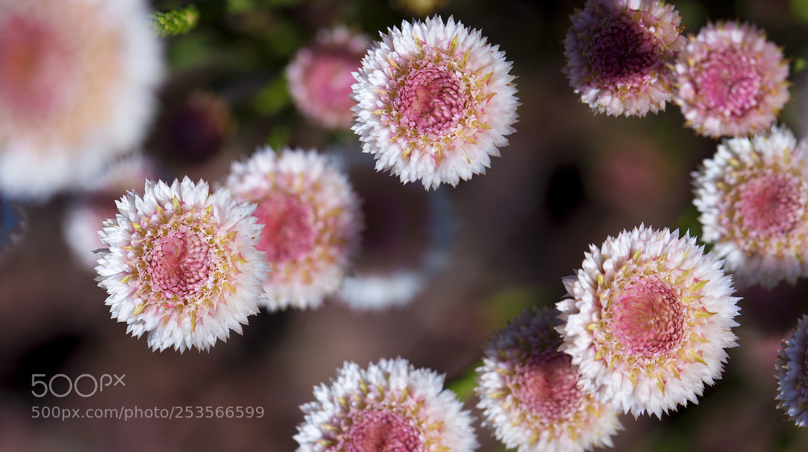 Canon EOS-1Ds Mark II sample photo. Australia beauty photography