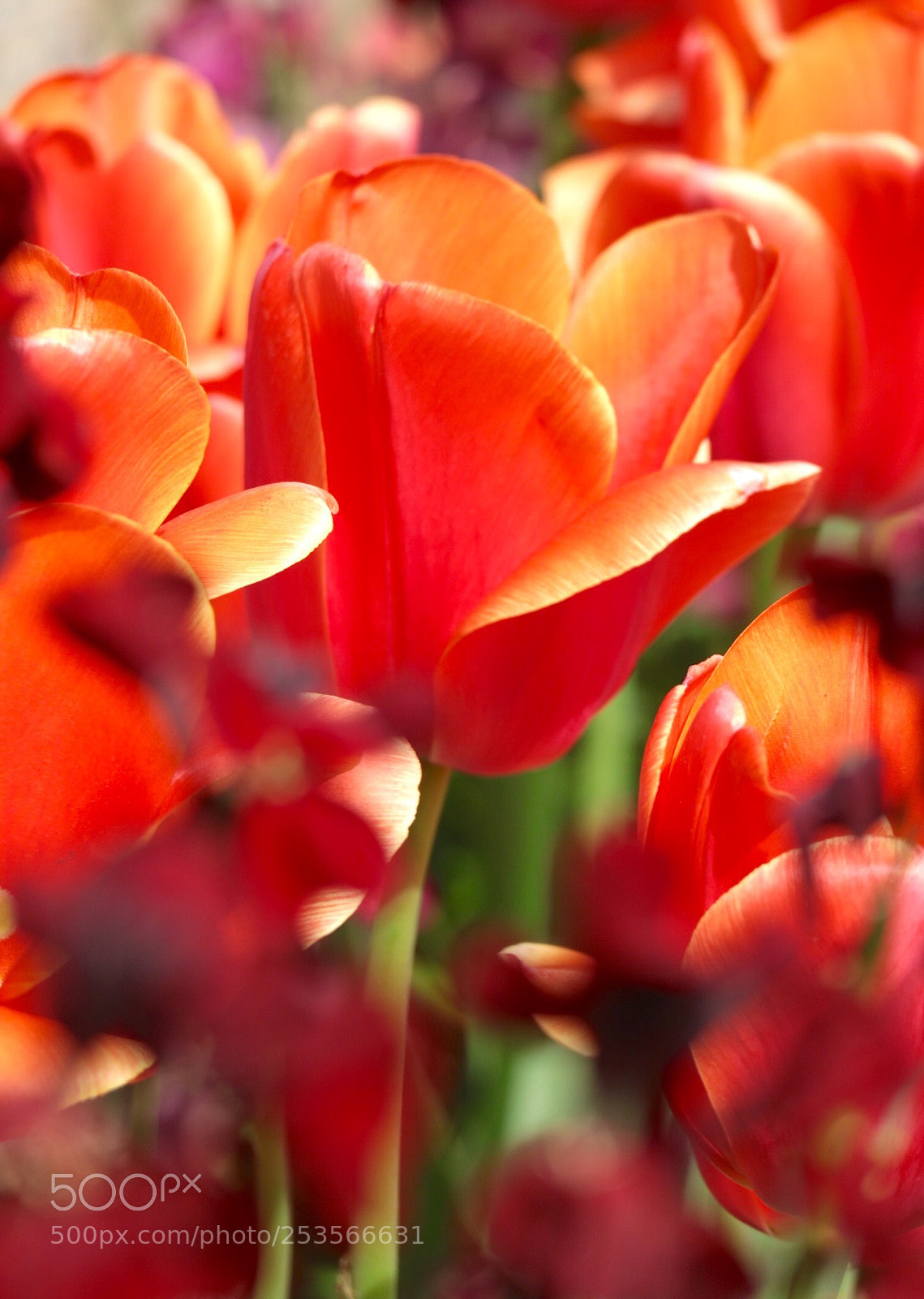 Canon EOS M3 sample photo. Tulips  photography