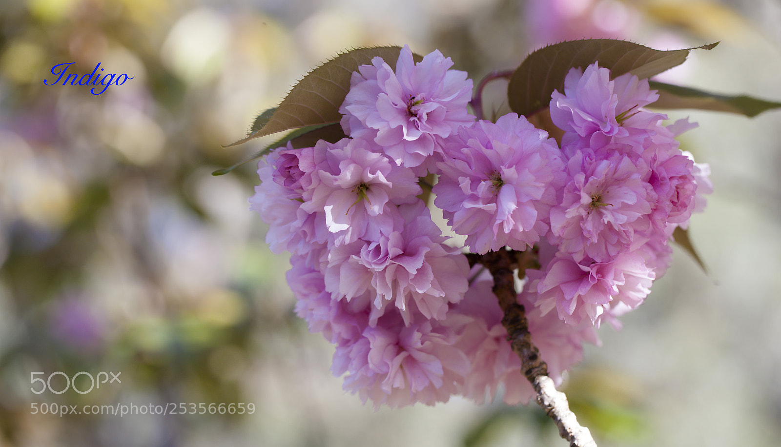 Canon EOS-1Ds Mark II sample photo. Australia beauty photography