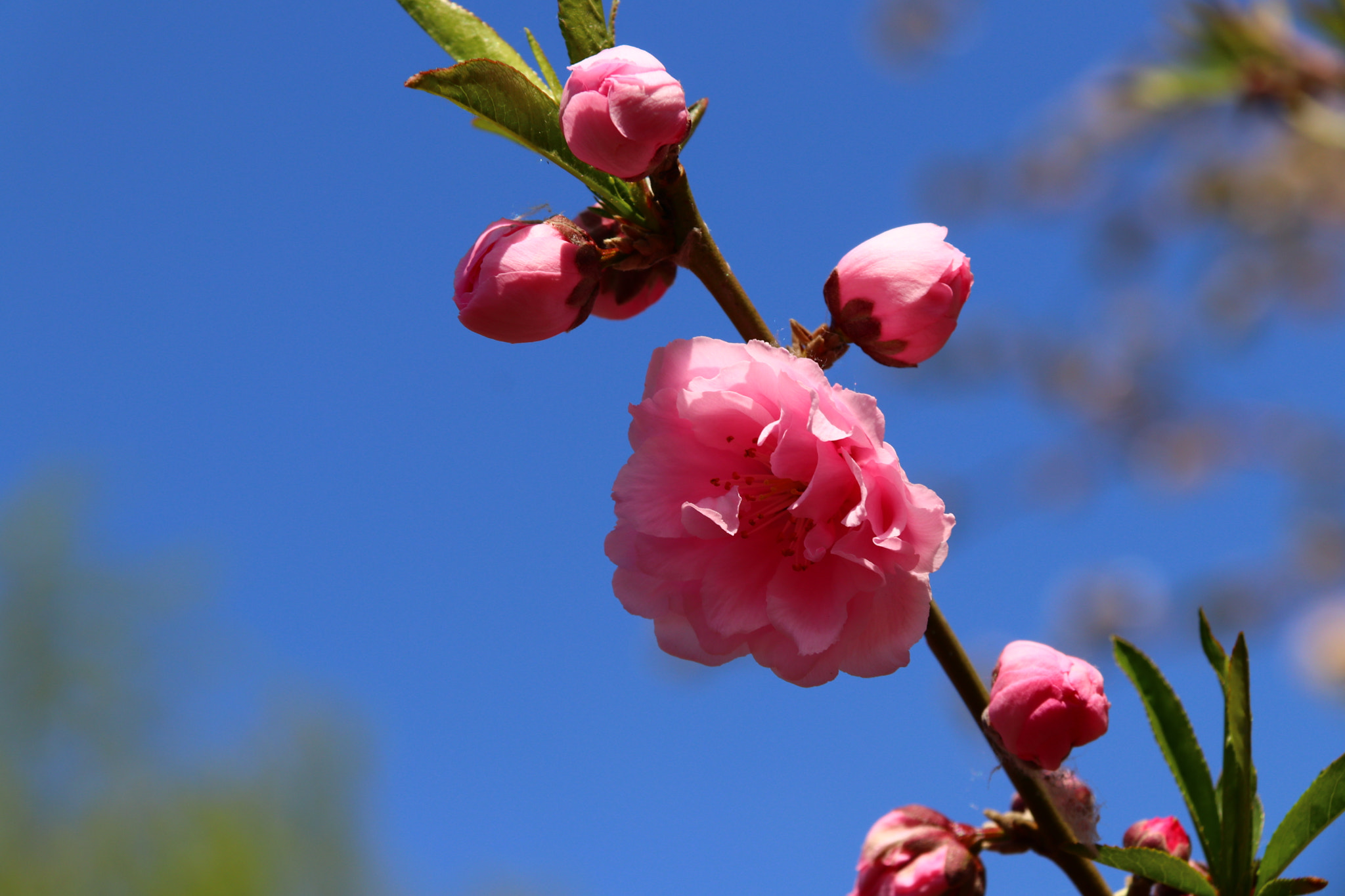Canon EF-S 18-200mm F3.5-5.6 IS sample photo. 桃花朵朵开 photography