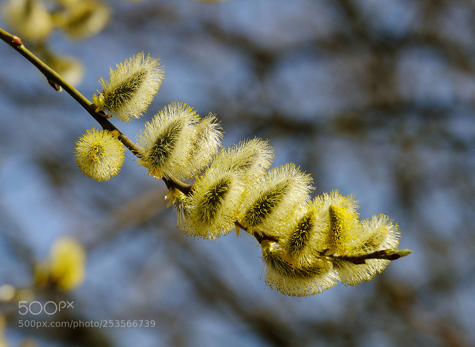 Fujifilm X-T20 sample photo. Flowering of silver willow photography