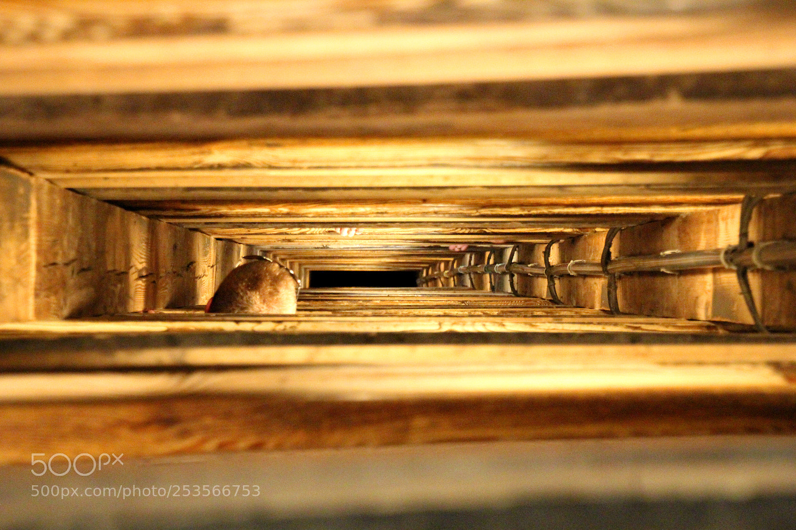 Canon EOS 1200D (EOS Rebel T5 / EOS Kiss X70 / EOS Hi) sample photo. Wooden stairs photography