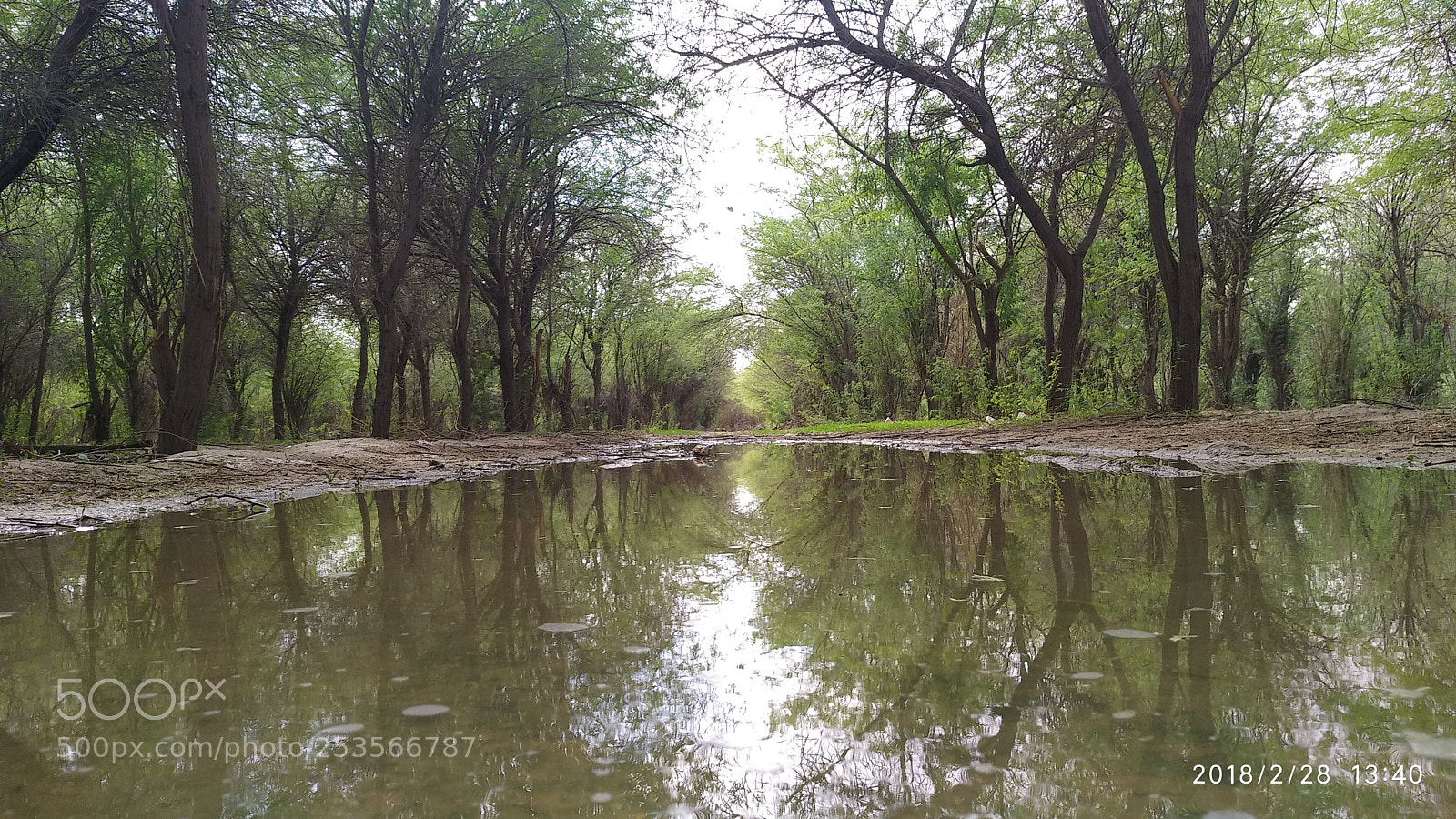 Xiaomi MI MAX 2 sample photo. Green wood photography