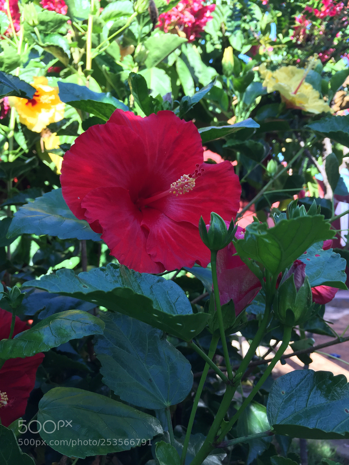 Apple iPhone 6 sample photo. Untitled photography