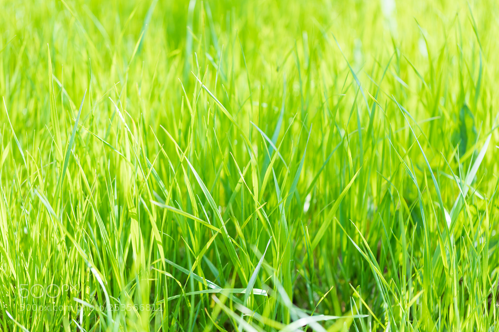 Canon EOS 6D Mark II sample photo. Grass photography