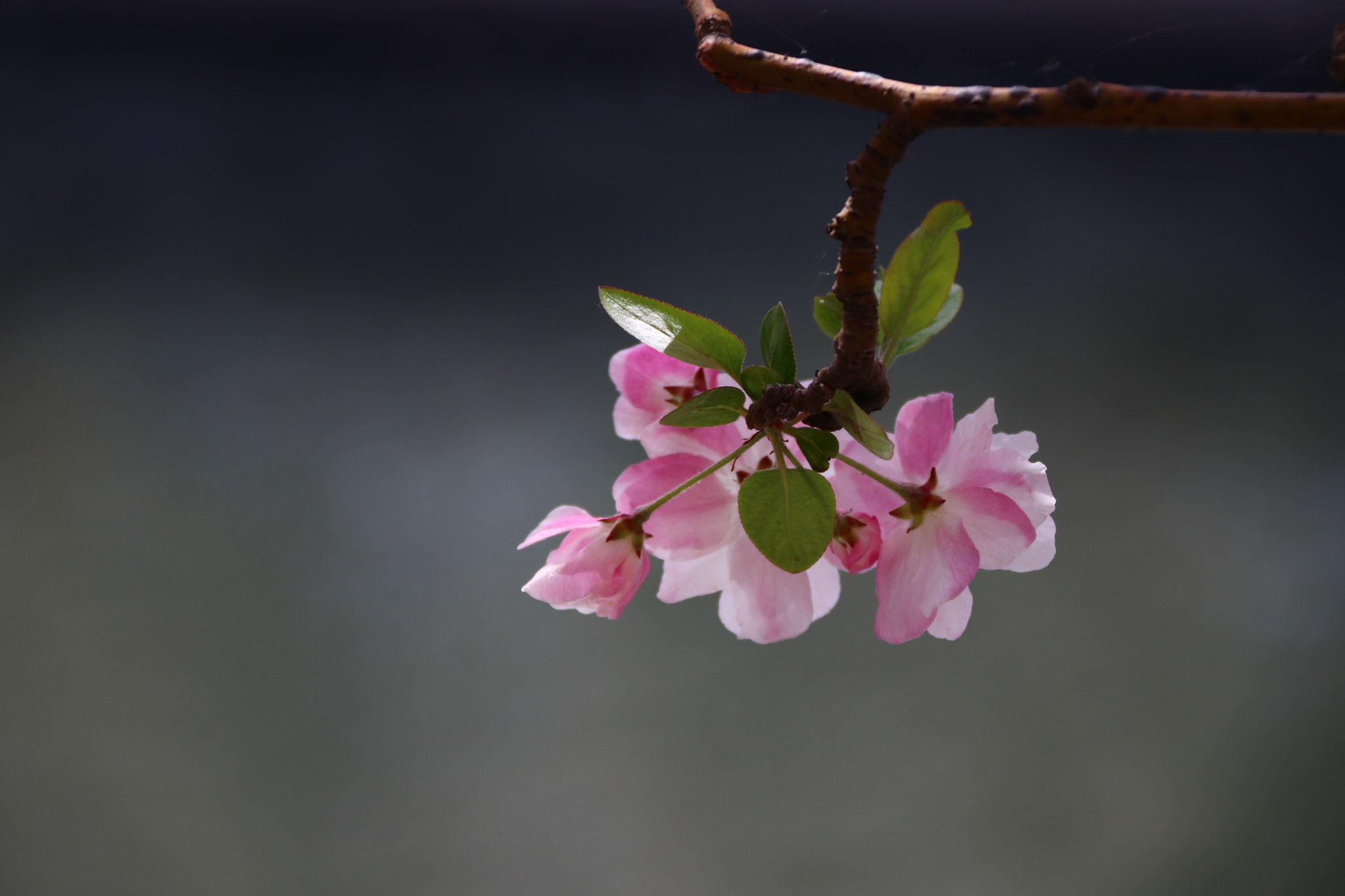 Canon EF-S 18-200mm F3.5-5.6 IS sample photo. 海棠花 photography