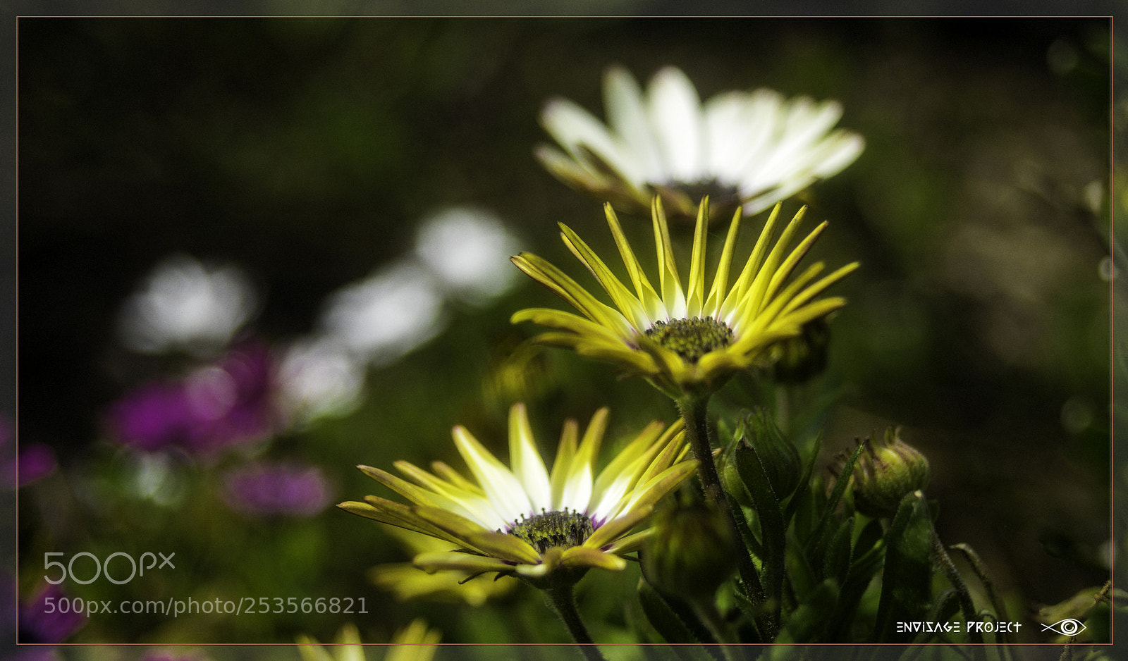 Sony a7R sample photo. Daisies photography