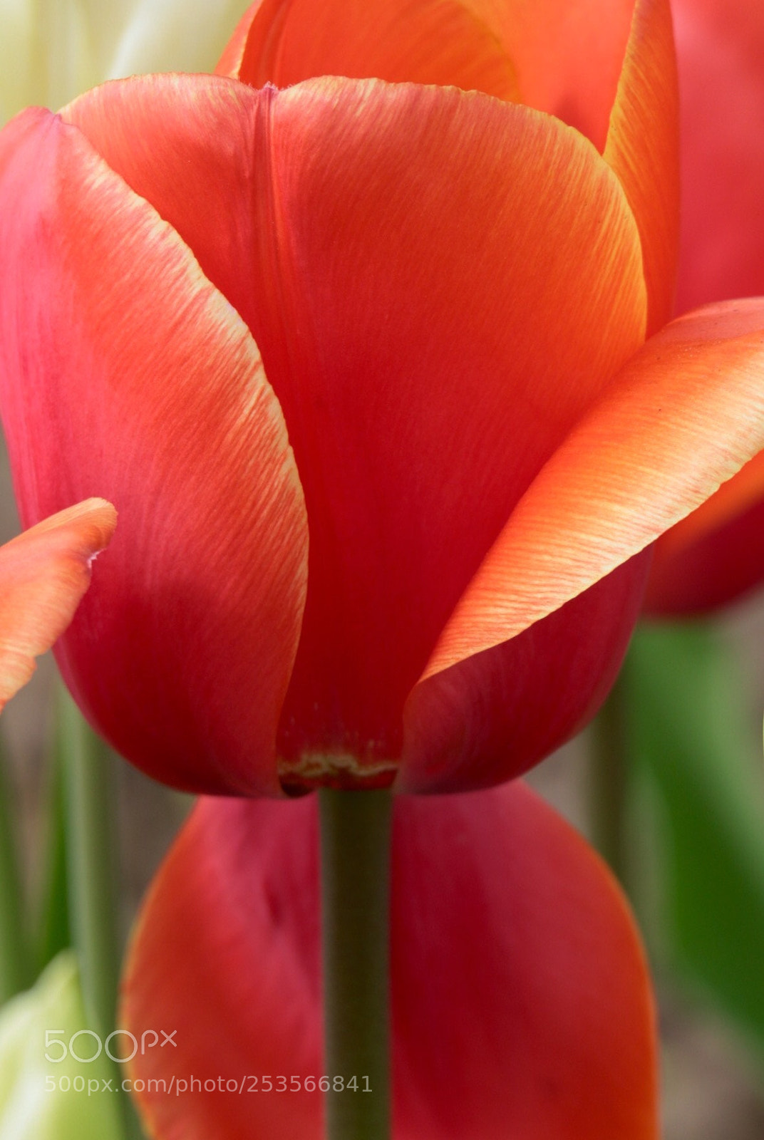 Canon EOS M3 sample photo. Tulip  photography