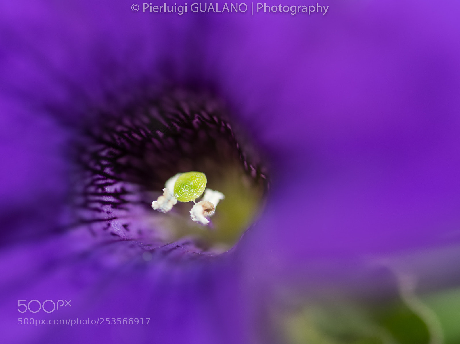 Nikon D850 sample photo. Colored flower photography