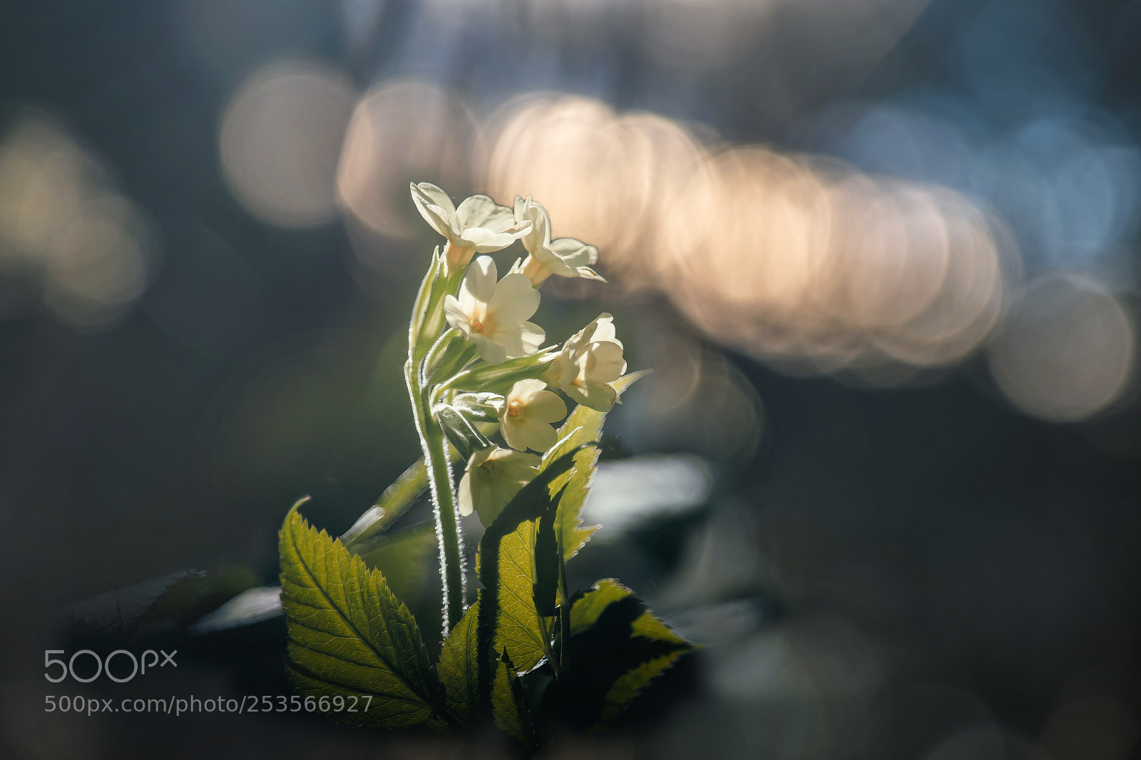 Canon EOS 70D sample photo. Schlüsselblume photography