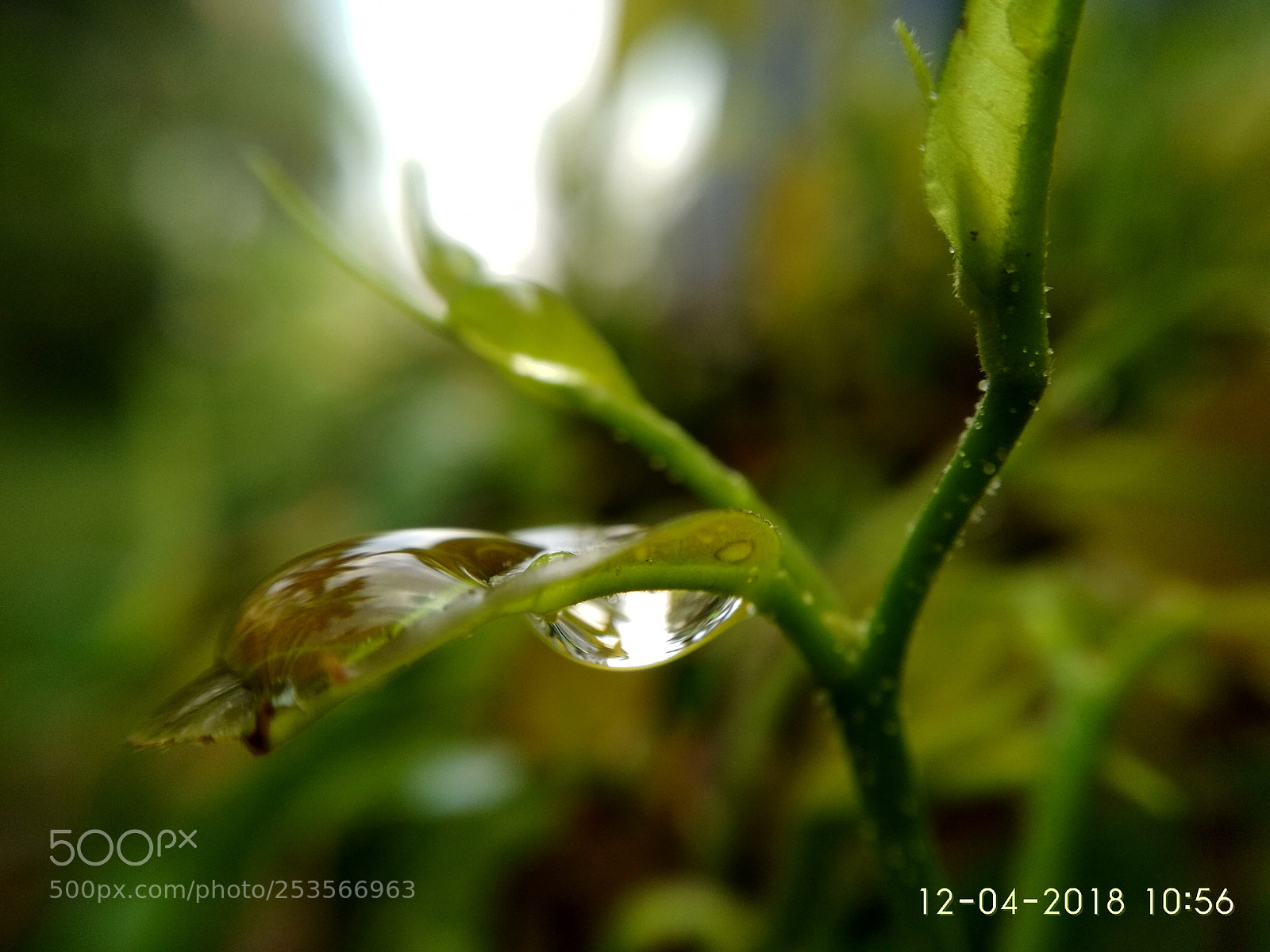Xiaomi Redmi 4 Pro sample photo. Untitled photography