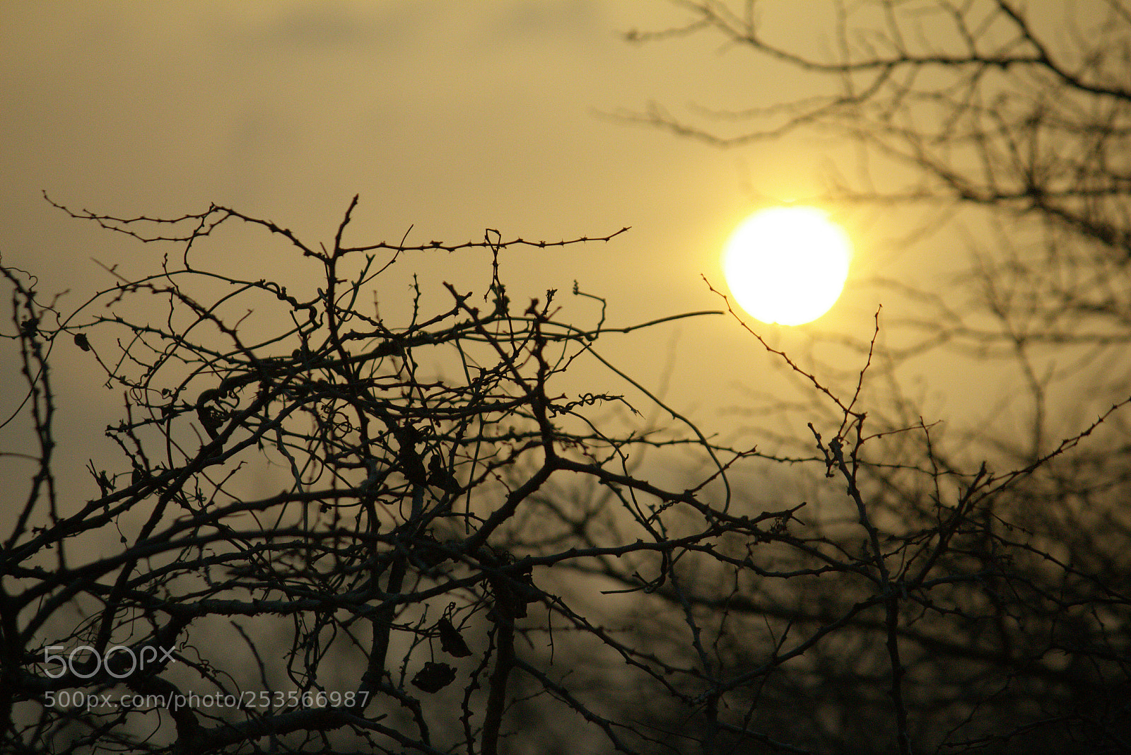 Canon EOS 700D (EOS Rebel T5i / EOS Kiss X7i) sample photo. Untitled photography