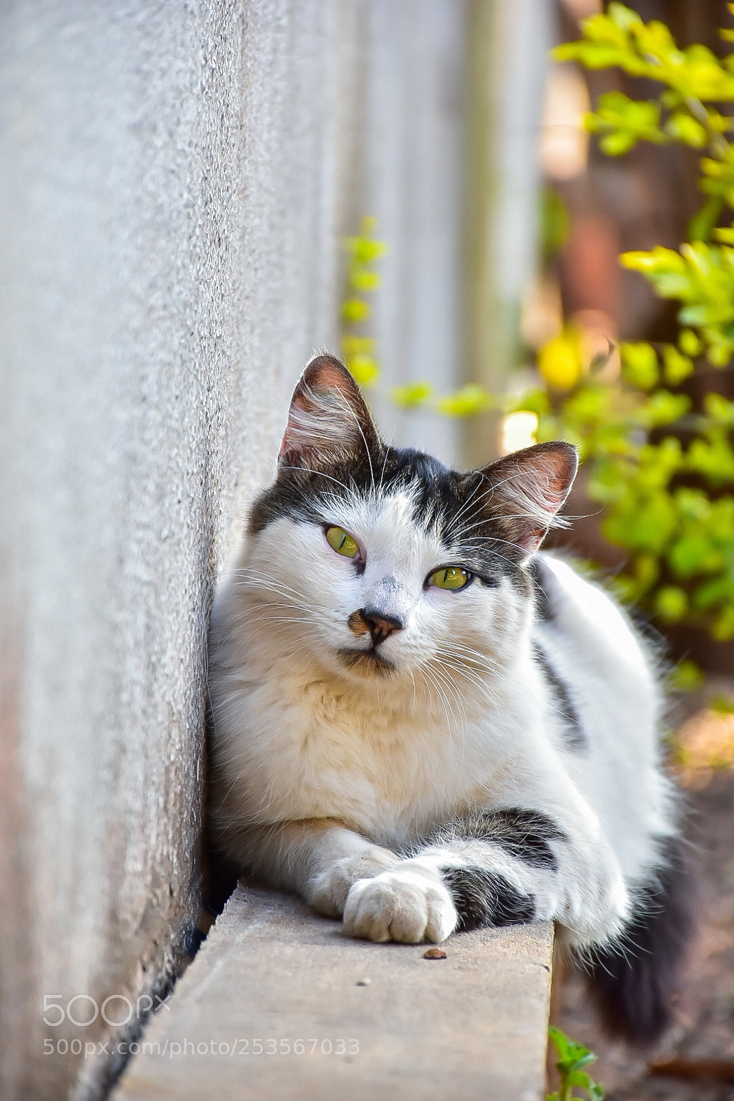 Nikon D5500 sample photo. Cat photography