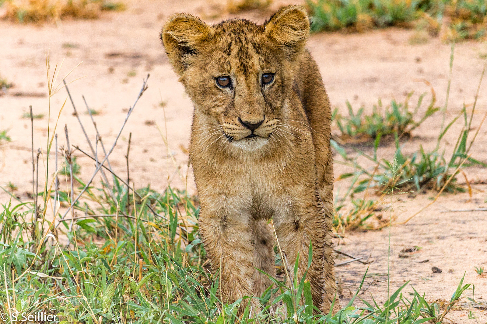 Canon EOS 700D (EOS Rebel T5i / EOS Kiss X7i) sample photo. Baby lion photography