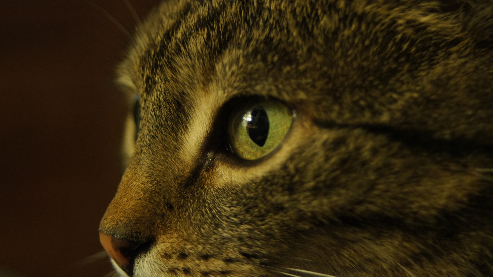 Sony Alpha DSLR-A580 + Minolta AF 35-70mm F4 sample photo. Cat's eye. photography