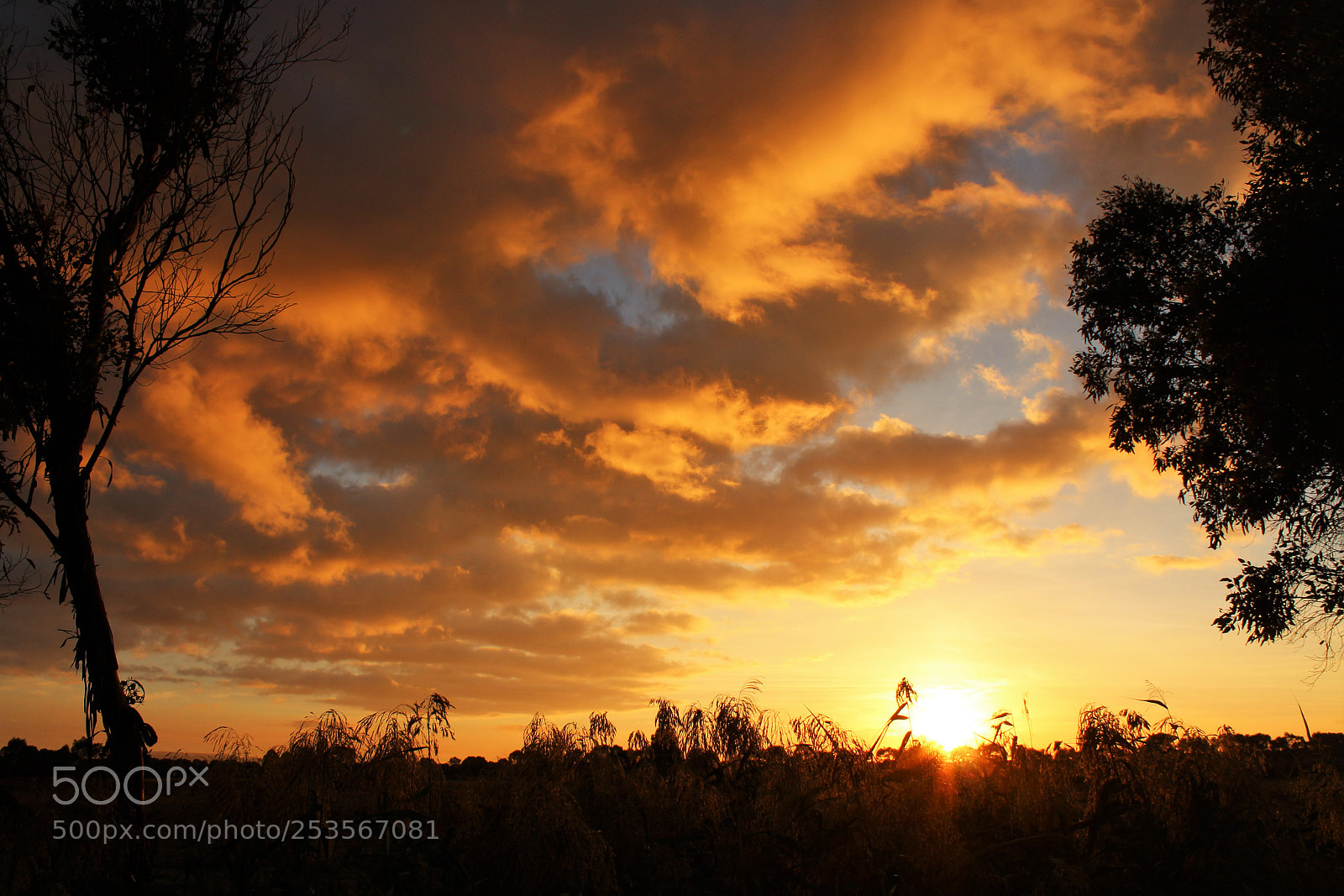 Canon EOS 600D (Rebel EOS T3i / EOS Kiss X5) sample photo. Morning gold! photography