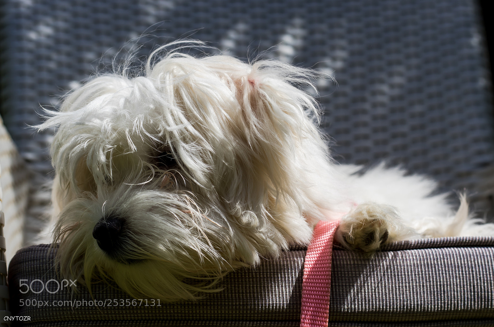 Canon EOS 800D (EOS Rebel T7i / EOS Kiss X9i) sample photo. Sharlot photography