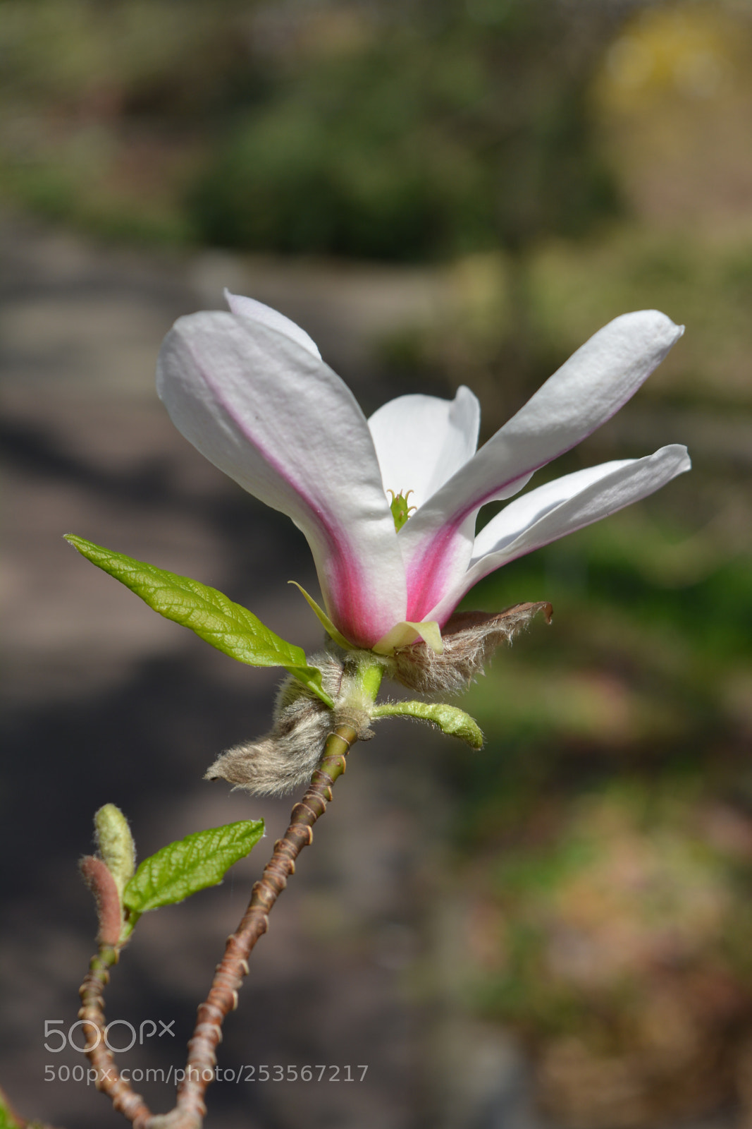 Nikon D5200 sample photo. Untitled photography