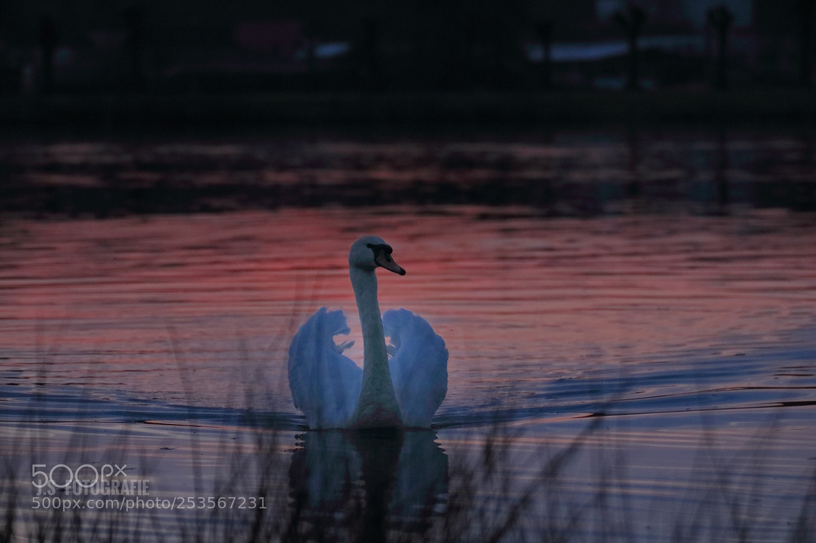 Canon EOS 750D (EOS Rebel T6i / EOS Kiss X8i) sample photo. Schwarn zur golden stunde. photography