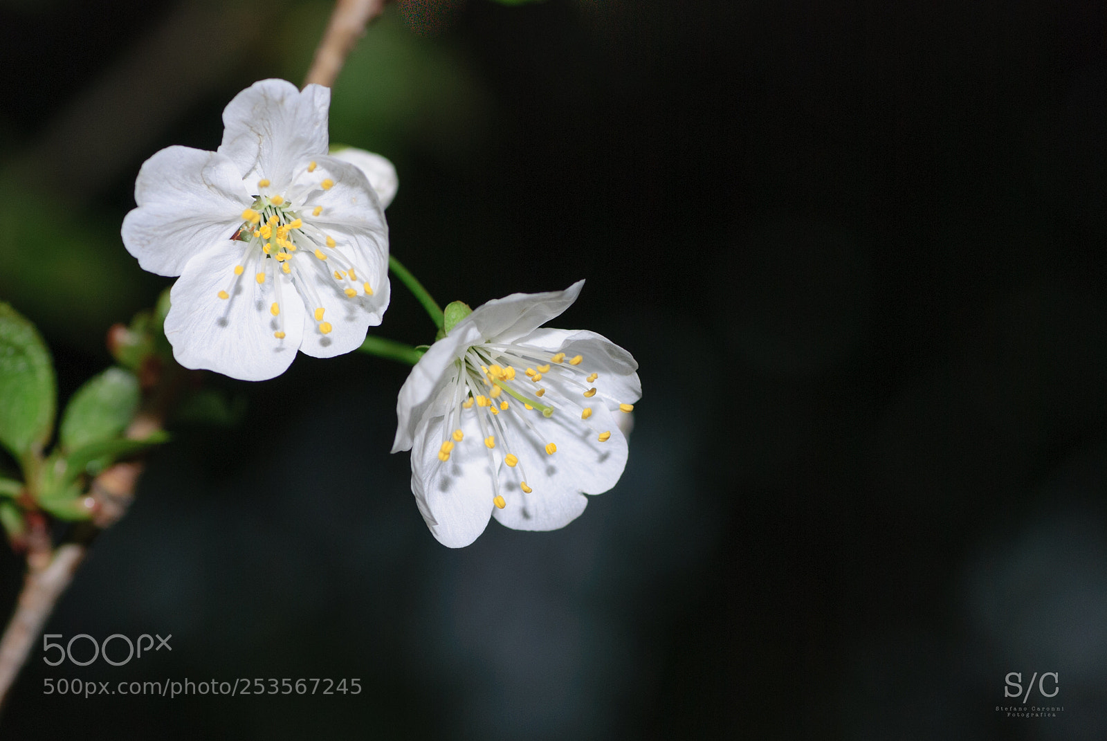 Nikon D80 sample photo. Flower #5 photography