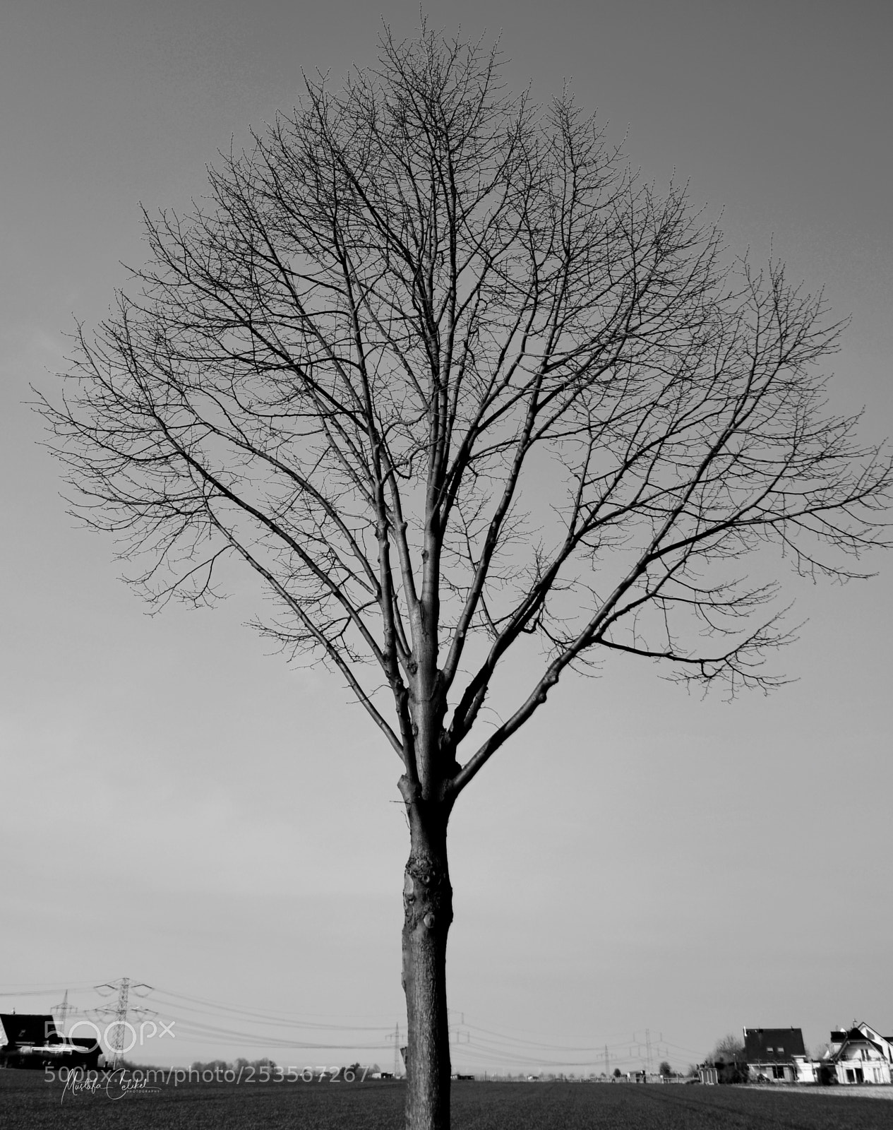 Nikon D850 sample photo. A tree photography