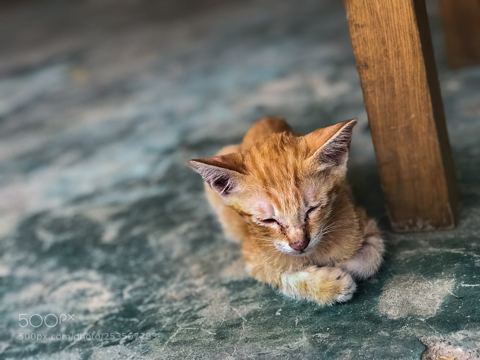 Apple iPhone 7 Plus sample photo. Sleepy kitten photography