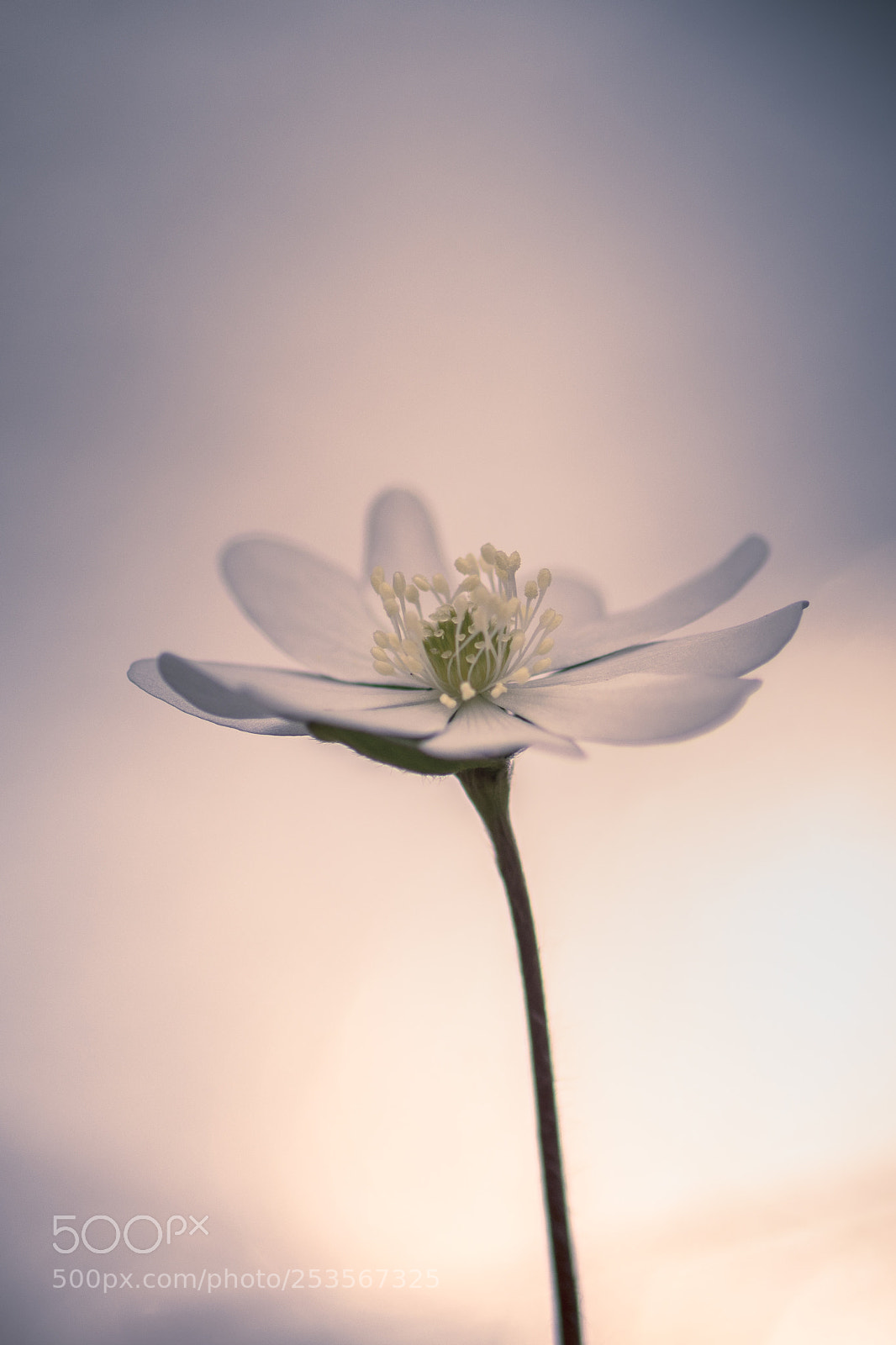 Nikon D7200 sample photo. Just a flower photography