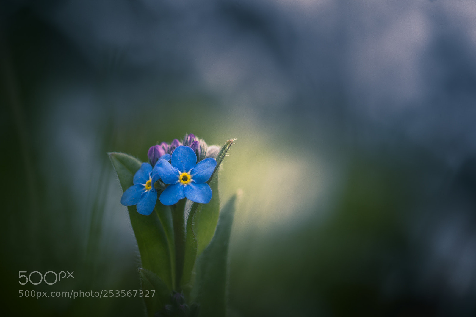 Nikon D7200 sample photo. Myosotis alpestris photography